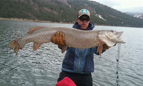 How long is a 10 lb northern pike?