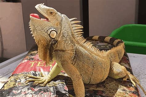 How long is a 2 year old iguana?