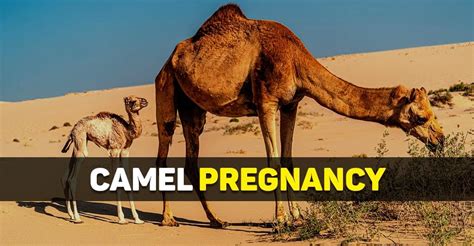 How long is a camel pregnant?