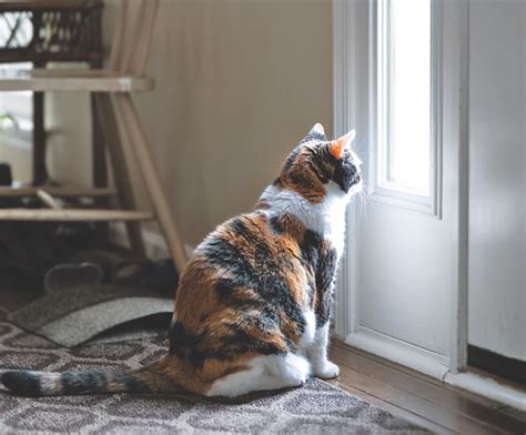 How long is a cat OK alone?
