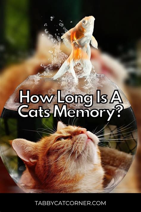 How long is a cat memory?