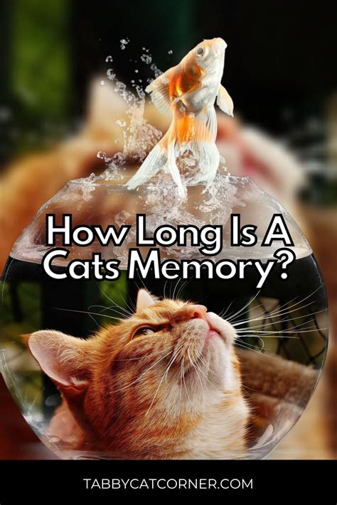 How long is a cats memory?