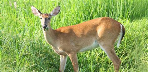 How long is a deer pregnant?