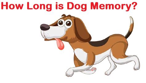 How long is a dog memory?