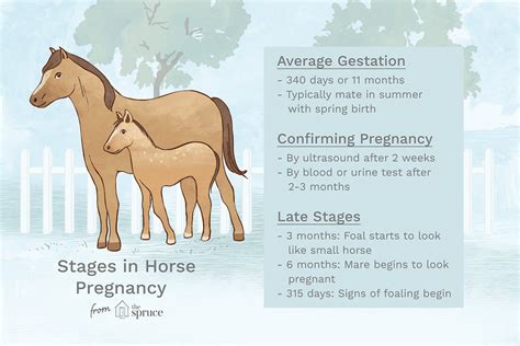 How long is a horse pregnant?