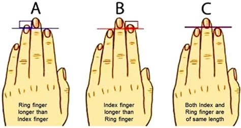 How long is a human finger?