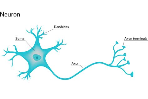 How long is a neuron?