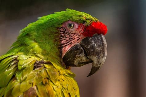 How long is a parrots memory?