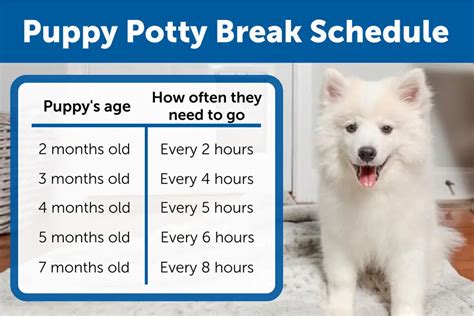 How long is a puppy potty break?