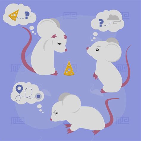 How long is a rat's memory?