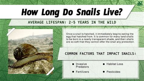 How long is a snail's life?