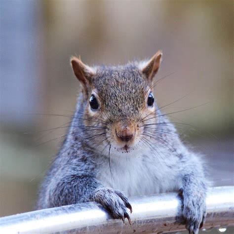 How long is a squirrels memory?