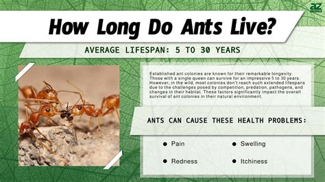 How long is an ants memory?