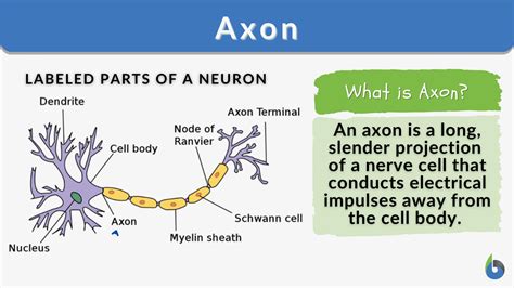 How long is axon?