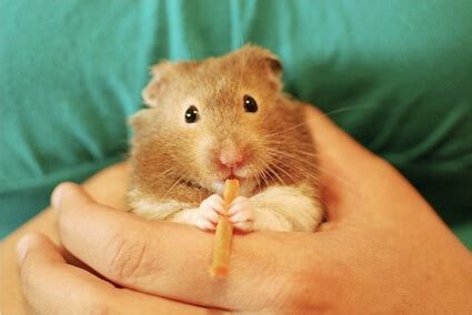 How long is hamster memory?