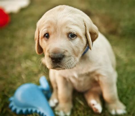 How long is it OK for a puppy to cry?