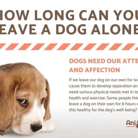 How long is it OK to leave a dog alone?