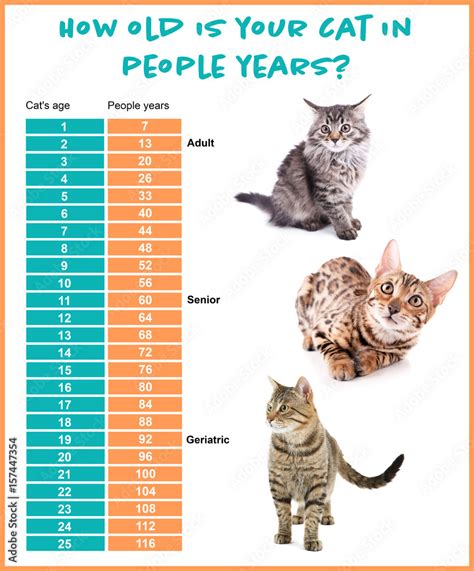 How long is one day for a cat?