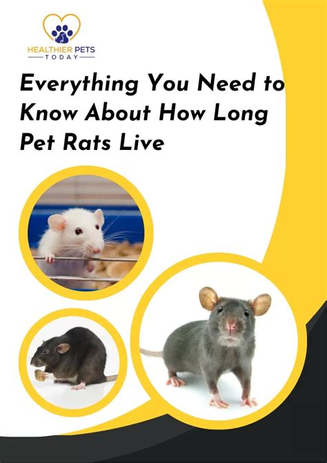 How long is pets 1?