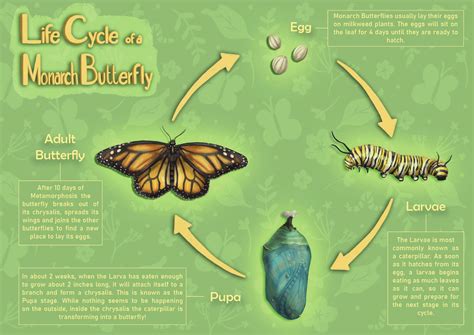 How long is the butterfly life cycle?