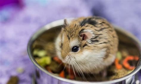 How long is the oldest hamster?