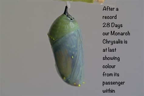 How long is too long for a chrysalis?