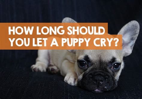 How long is too long to let a puppy cry?