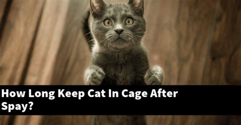 How long should I keep my cat locked up after a spay?