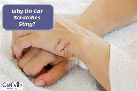 How long should a cat scratch hurt?