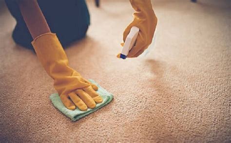 How long should carpet smell after cleaning?