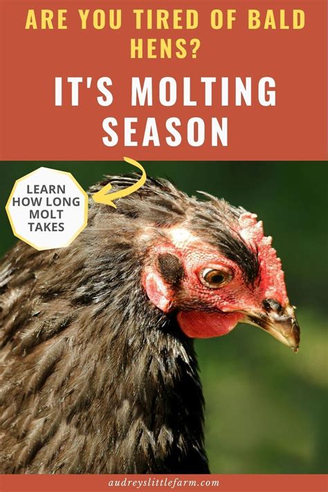 How long should molting last?