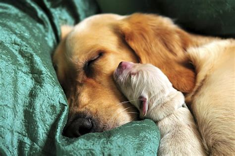 How long should mom be away from newborn puppies?