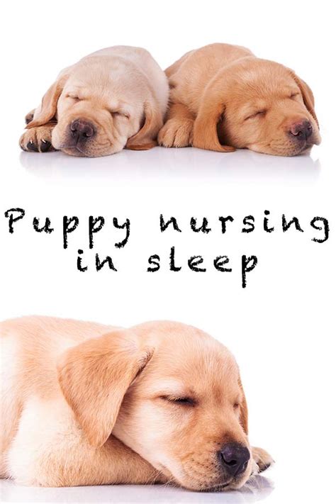 How long should mom sleep with puppies?