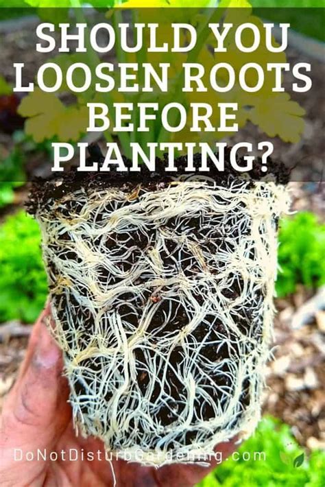 How long should roots be before planting?