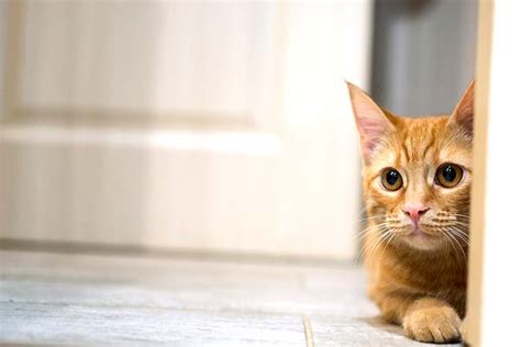 How long should you keep a new cat in one room?