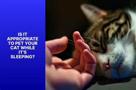 How long should you pet your cat a day?