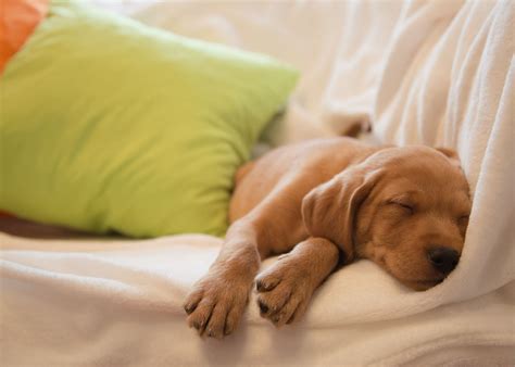 How long should you sleep with newborn puppies?