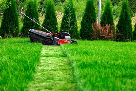 How long to cut grass in summer?