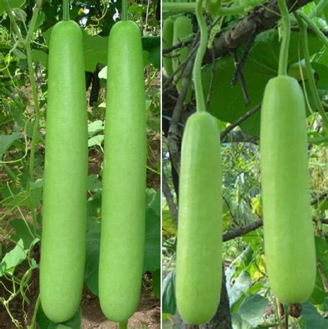 How long to grow bottle gourd from seed?