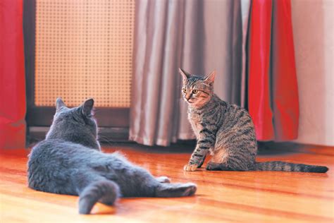 How long to keep cats separated after a fight?