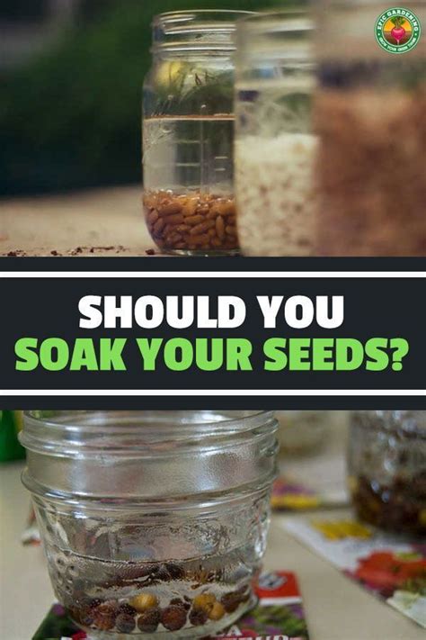 How long to soak hemp seeds before eating?