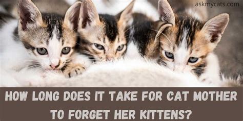 How long until a kitten forgets its mother?