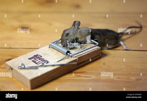 How long until a mouse dies in a trap?