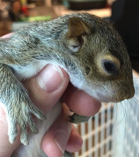 How long until baby squirrels open their eyes?