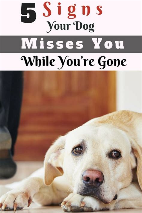 How long until your dog misses you?