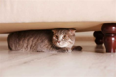 How long will a cat hide if scared?