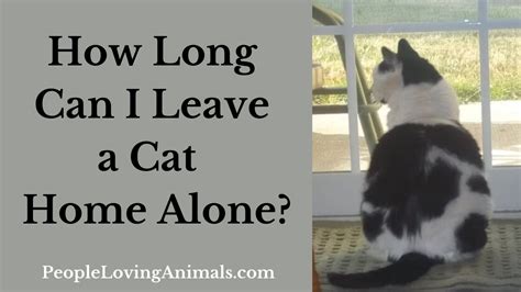 How long will a cat leave the house?