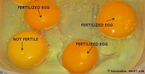 How long will a chicken sit on infertile eggs?