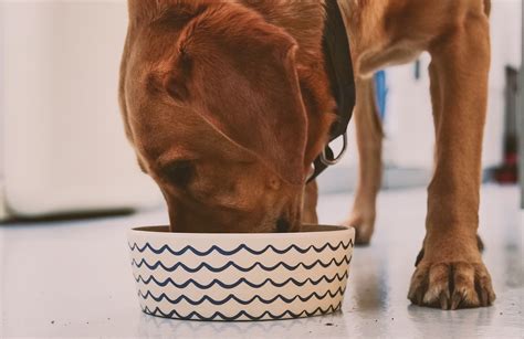 How long will a dog wait to eat you?