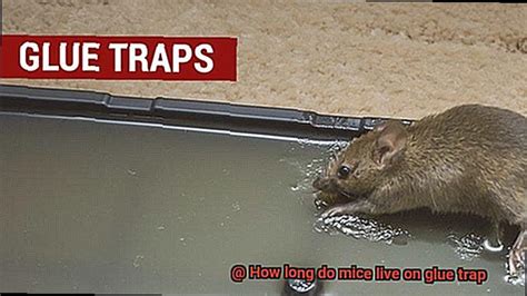 How long will a mouse live on a glue trap?